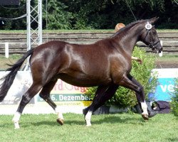 broodmare Greta Garbo (Trakehner, 2000, from Alter Fritz)