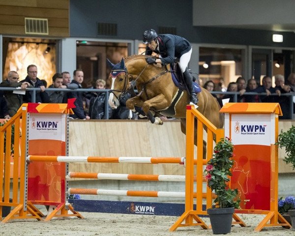 stallion Hotspot (KWPN (Royal Dutch Sporthorse), 2012, from Hors La Loi II)