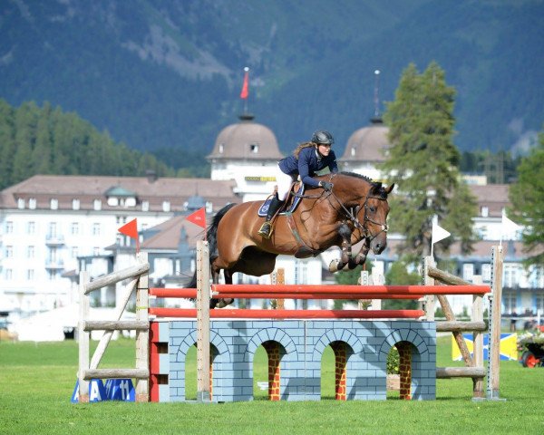 Springpferd Verdi D'o (Belgium Sporthorse, 2005, von Orlando van de Heffinck)