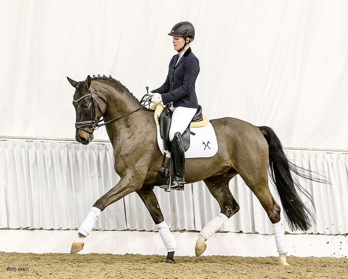 dressage horse Cold Play HRH (Hanoverian, 2012, from Christ)