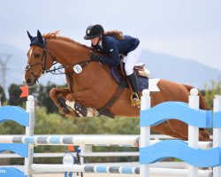 jumper Sultan D'Helby (Selle Français, 2006, from Gerfaut d'Helby)