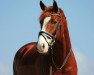 dressage horse Freddy White (Hanoverian, 2013, from Fiorano)