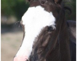 dressage horse Cecker (unknown, 2008, from Cortino)