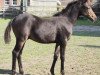 dressage horse Daily Dante (Westphalian, 2018, from D-Power AT)