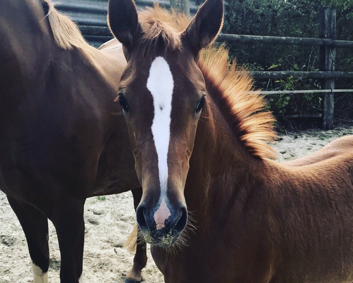 broodmare Deeply red NET (German Riding Pony, 2018, from Dimension AT NRW)