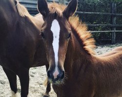 broodmare Deeply red NET (German Riding Pony, 2018, from Dimension AT NRW)