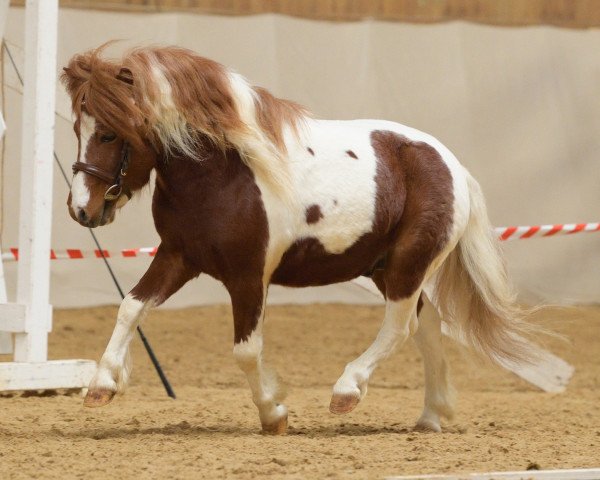 Pferd Freakys Vito (Dt.Part-bred Shetland Pony, 2016, von Valentin von der Ostsee)