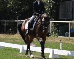 dressage horse Grenzhoehes Idaho (German Riding Pony, 2012, from Chattanooga)