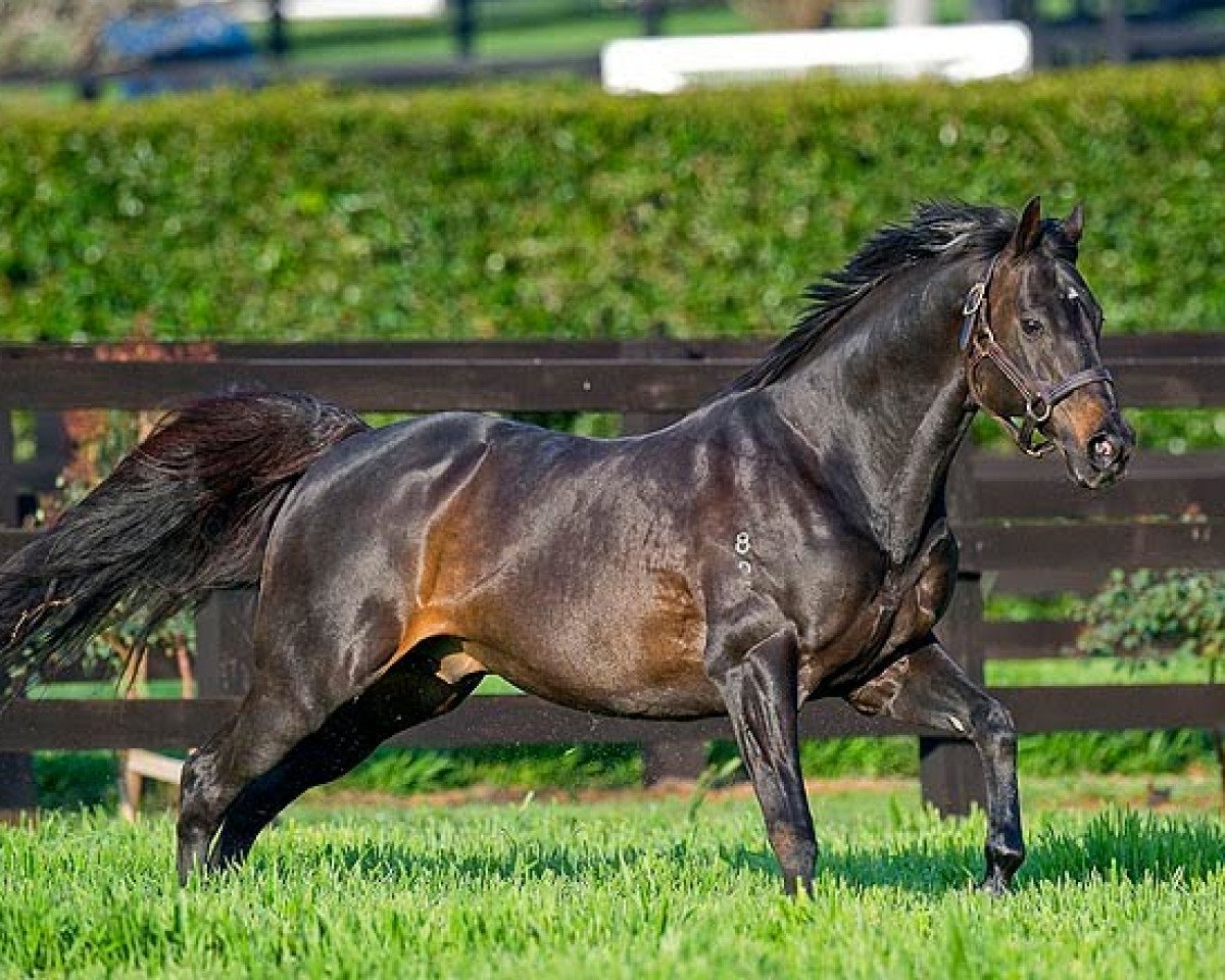 stallion Street Cry xx (Thoroughbred, 1998, from Machiavellian xx)
