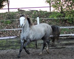 Dressurpferd Steverheides Dilara (Deutsches Reitpony, 2016, von Darubi Gold)