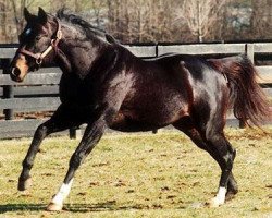 stallion Storm Cat xx (Thoroughbred, 1983, from Storm Bird xx)