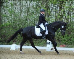 horse Harold 9 (Nederlands Rijpaarden en Pony, 2012, from Haarlem)