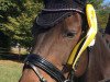 dressage horse Francessca (Hanoverian, 2011, from For Edition)