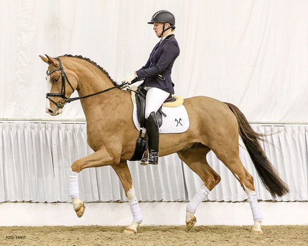 dressage horse Shiraz (Hanoverian, 2012, from Spörcken)