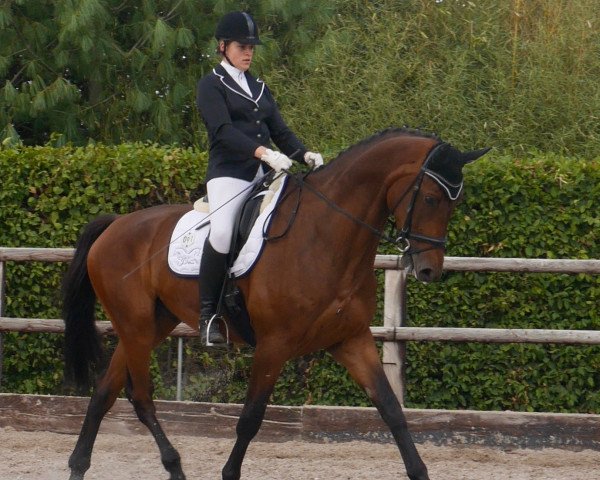 dressage horse Lord Flo (Rhinelander, 2012, from Lord Loxley I)