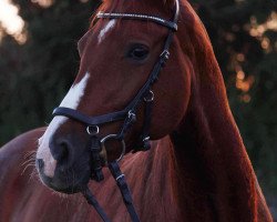 dressage horse Fleurienne (Westphalian, 2008, from Florenciano 6)