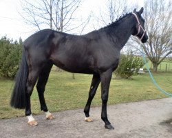 Springpferd Black Edition 2 (Holsteiner, 2012, von Diarado)