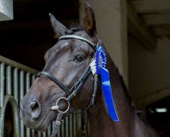 stallion Akito (Trakehner, 2014, from Sixtus)