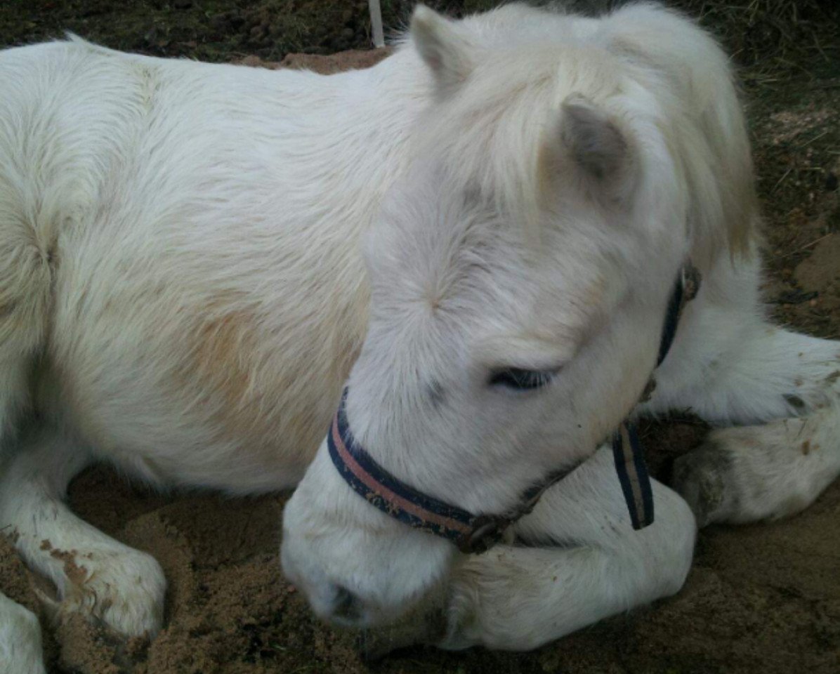 Zuchtstute Sonny (Shetland Pony, 1988, von Andros A 275)