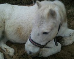 broodmare Sonny (Shetland Pony, 1988, from Andros A 275)