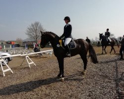 jumper Cantuccini 15 (German Riding Pony, 2014, from Steendieks Commender Bond)