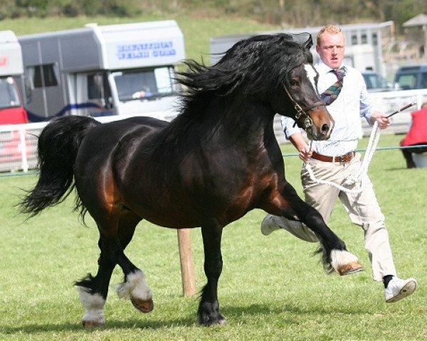 Deckhengst Delgarth Prince (Welsh-Cob (Sek. D), 1999, von Ebbw Victor)