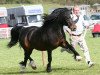 stallion Delgarth Prince (Welsh-Cob (Sek. D), 1999, from Ebbw Victor)