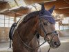 dressage horse F³rstenhall (Hanoverian, 2009, from Fürst Nymphenburg)