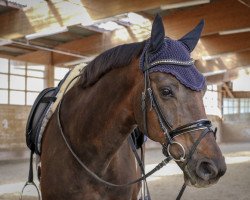 dressage horse F³rstenhall (Hanoverian, 2009, from Fürst Nymphenburg)