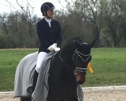 dressage horse Balentino (Hanoverian, 2013, from Bon Bravour)