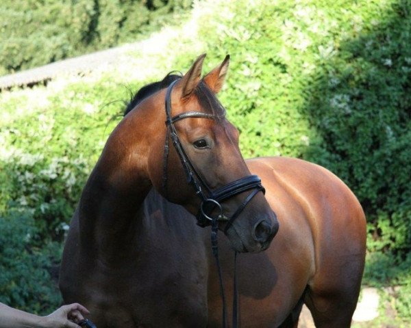 broodmare Acorina (German Sport Horse, 2010, from Abke 4)