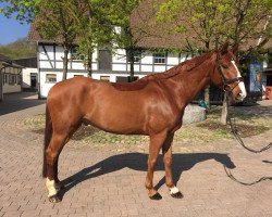 dressage horse Don Hill 4 (Westphalian, 2008, from Damon Hill)