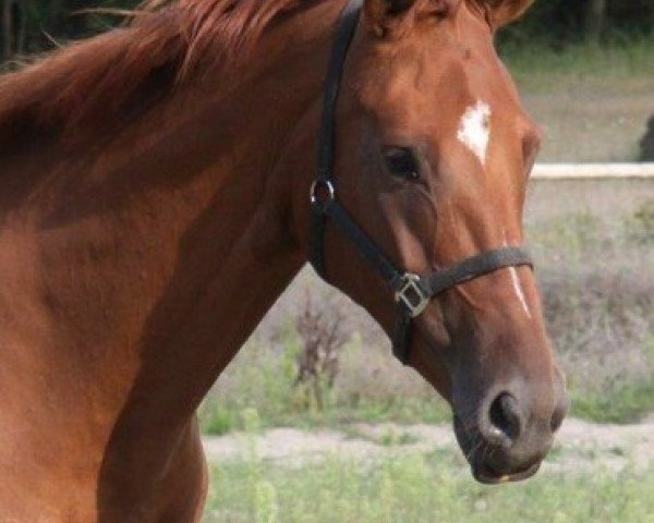 broodmare Quantana (German Sport Horse, 2010, from Quaterback)