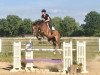 jumper Cisco Kid 2 (Oldenburg show jumper, 2008, from Check In 2)