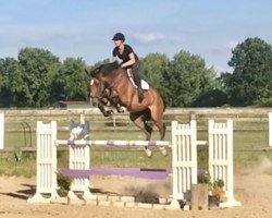 jumper Cisco Kid 2 (Oldenburg show jumper, 2008, from Check In 2)