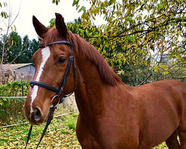 Springpferd Chris (Westfale, 2005, von Christoph Columbus)