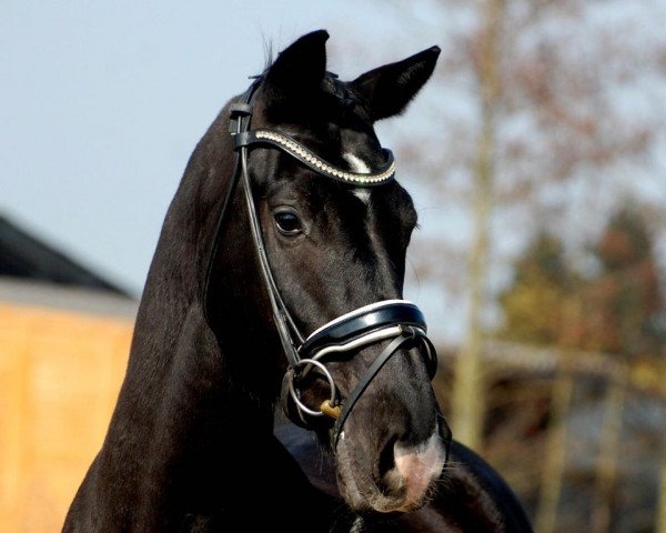 dressage horse Icondale (Royal Warmblood Studbook of the Netherlands (KWPN), 2013, from Chippendale)