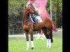 jumper Lentzkes Colorful (Oldenburg show jumper, 2011, from Last Mans Hope)