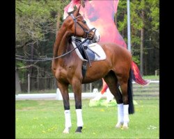 jumper Lentzkes Colorful (Oldenburg show jumper, 2011, from Last Mans Hope)