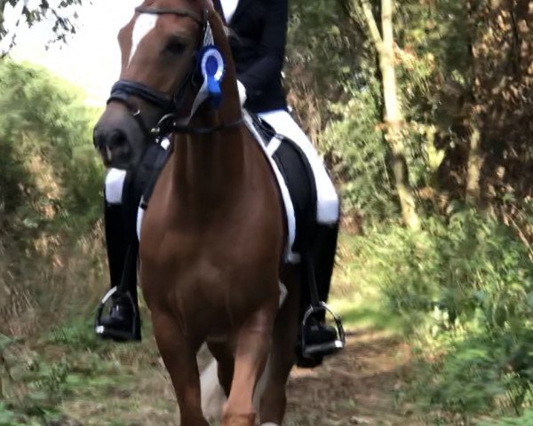 dressage horse Casillas 9 (German Warmblood, 2011, from Casino Royale K WE)