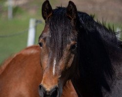 dressage horse Happy Day S (Holsteiner, 2015, from Stanfour 4)