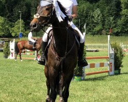 jumper Elvis Vom Eigen (Schweizer Warmblut, 2011, from El Bundy)