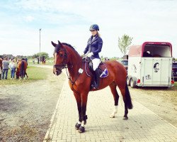 jumper Fabienne 513 (Hanoverian, 2012, from Farian)