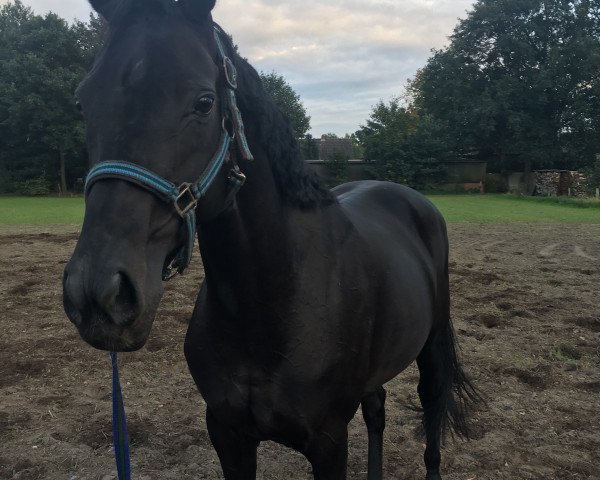 dressage horse Chakira 66 (Hanoverian, 2007, from Don Crusador)