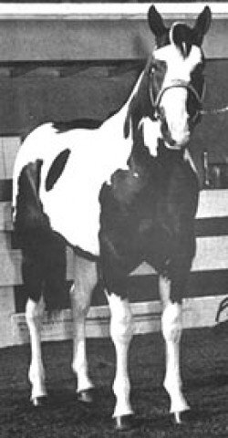 stallion Cherokee Siemon (Paint Horse, 1970, from Leo San Siemon)