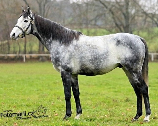 stallion Meandre xx (Thoroughbred, 2008, from Slickly xx)