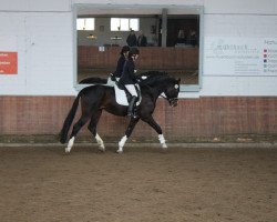 dressage horse Brahmshofs Bruno (Westphalian, 2015, from Baccardi)