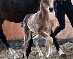 stallion Amicello (German Riding Pony, 2018, from A new Star)