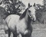 Zuchtstute Cutter Jane (Quarter Horse, 1961, von Cutter Bill)