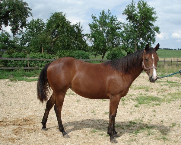 Pferd Peppy Sally Freckles (Quarter Horse, 2017, von Playin Haida)